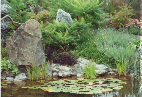 Wasserfläche strukturiert mit Steinen und Wasserpflanzen